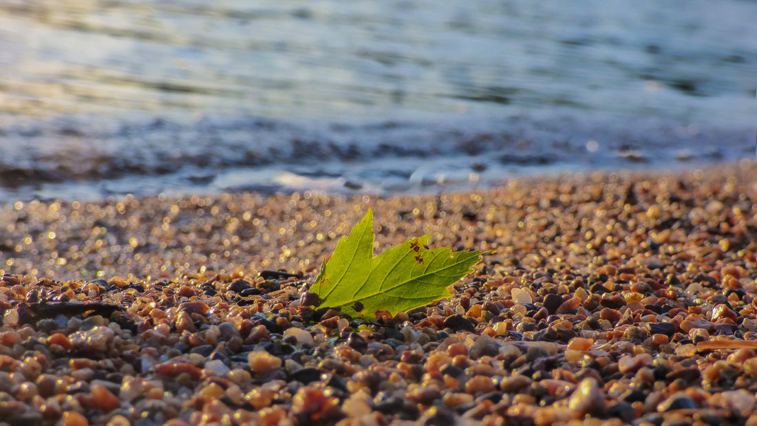 A single green leaf resting on a pebbled shoreline as gentle waves approach.